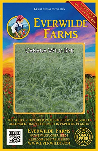 Everwilde Farms  500 Canada Wild Rye Native Grass Seeds  Gold Vault Jumbo Seed Packet