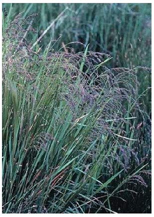 Fowl Manna Grass (Glyceria striata) Seed Packet True Native Seed
