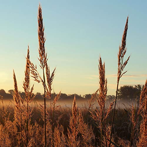 Outsidepride Andropogon gerardii Big Bluestem Native Prairie Grass Seed  1 LB