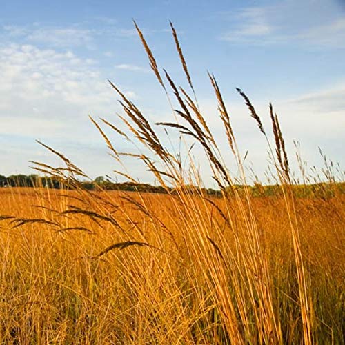 Outsidepride Tall Native Grass Seed Mix of Bluestems Switchgrass Indian Grass Seeds  1 LB