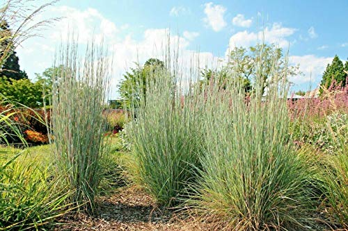 Somarac  500 Big BLUESTEM Seeds American Native Prairie Grass Clumping Ornamental Kansas  Fresh Seeds