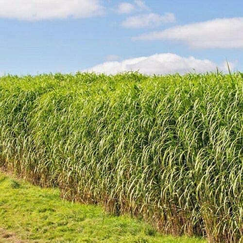 Switch Grass Seeds Native Prairie Tall Grass Clumping Ornamental Perennial rasa1ca (100 Seeds)