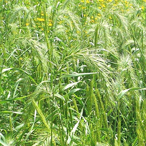 Virginia  Eastern Wild Rye Seeds American Native Prairie Grass  Sedge jocad (500 Seeds)