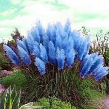 1500 Sky Blue Pampas Grass Seeds Ornamental Grass Perennial