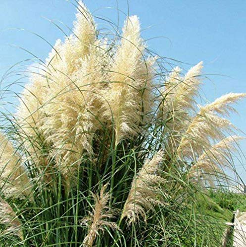 200 White Pampas Grass Seeds Cortaderia Selloana Ornamental Flower Garden Plants