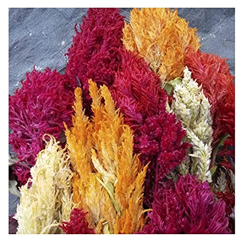 Davids Garden Seeds Flower Celosia Plume Pampas Mix 4896 (Multi) 100 NonGMO Open Pollinated Seeds