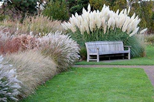 Giant White Pampas Grass Seeds  100 Seeds  Ornamental Grass for Landscaping or Decoration  Made in USA