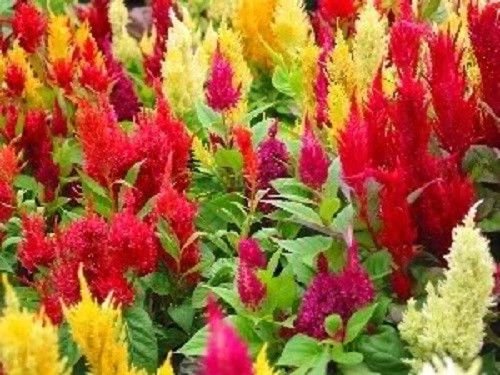 PAMPAS PLUMES MIX Celosia Plumosa Cockscomb Seeds