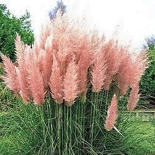 Pink Pampas Grass Cortaderia Selloana Rosea Ornamental Flower rasa1ca (200 Seeds)