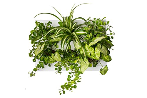 Ortisgreen HangOasiHome  Indoor Vertical Garden Contains 1 White Planter Unit Design Your Own Living Wall With Vertical Gardening Planters Use Indoors Holds 6 Plants