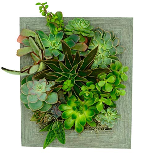 Portrait Gardens Wall Planter (8x10)  Instant Vertical Succulents Herbs Indoor Garden DIY Picture Cactus Plastic Ready to Hang Pin Plant Display Water