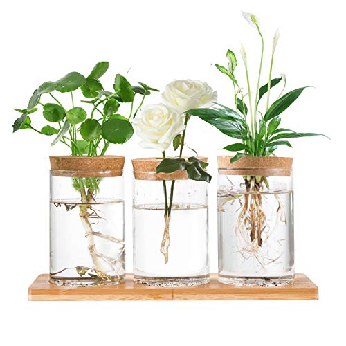 Desktop Plant Terrarium Propagation Station 3 Pcs Tabletop Glass Planter Water Planting Glass Vase with Lid  Wooden Stand for Growing Hydroponic Plants Home Office Table Decoration