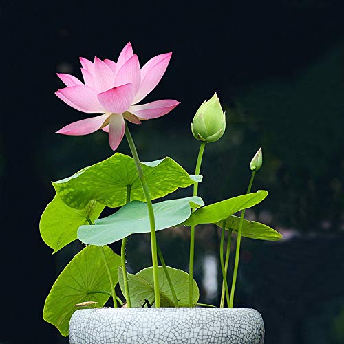 Lotus Flower Seeds for Home Planting Ornamental Mixed Pink  Red Flower Can Purify Water and Air Aquatic Plant for Courtyard Hotel Goldfish Pond Water Lily Seeds