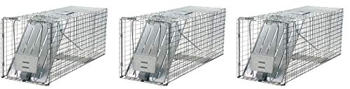 Havahart 1079 Large 1Door Humane Animal Trap for Raccoons Cats Groundhogs Opossums (Pack of 3)