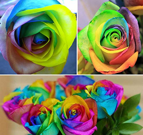 50 Rare Multi Colorful Rainbow Rose Flower Seeds Beautiful Flower Potted Plant Home Garden