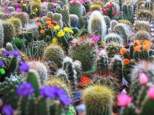 40 Opuntia stricta Cactus Mix Seeds Finest Mixed Succulent Flower