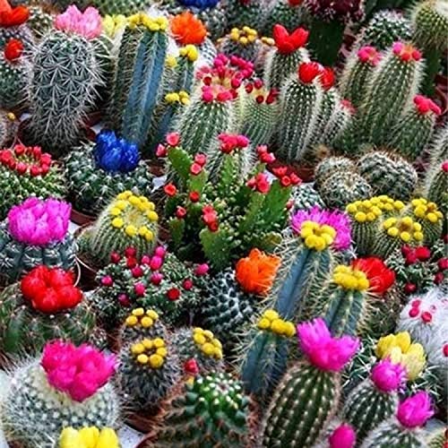 CEMEHA SEEDS  Cactus Cacti Variety Mix Indoor Non GMO Succulents for Planting