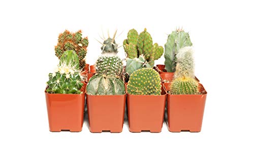 Cacti Assorted Pack (15)  Decorate Your HomeGarden with A Variety of Healthy Live Cactus by Jiimz