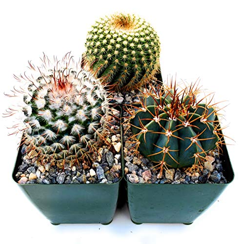 Fat Plants San Diego Cactus Plants Variety Package of Indoor or Outdoor Cacti Plants for Gardens Home Decor or Gifts (3)