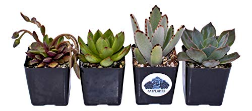 Fat Plants San Diego Premium Succulent Plant Variety Package Live Indoor Succulents Rooted in Soil in a Plastic Growers Pot (4)
