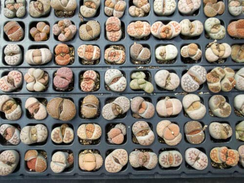 Living Stones Lithops Variety Mix Succulent Mesembs Stone Cactus Seed jocad (15 Seeds)
