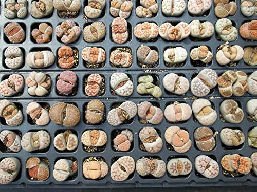Living Stones Lithops Variety Mix Succulent Mesembs Stone Cactus Seed jocad (30 Seeds)