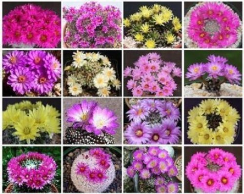 Mammillaria Variety Mix Sold By EXOTIC CACTUS Pincushion Cactus Cacti Exotic Rare Succulents Seed 50 Seeds Package