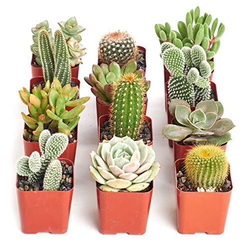 Shop Succulents  Cactus  Succulent Live Plants Hand Selected Variety Pack of Cacti and Mini Succulents  Collection of 12