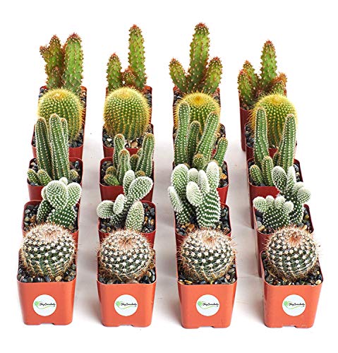 Shop Succulents  Cool Cactus Live Succulent Plants Hand Selected Variety Pack of Cacti  Collection of 20