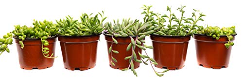 Green Succulent 4inch Mix Pack (5 Count)  Dolphin Strings Purple Banana Strings Banana Strings Round Pearl Strings Pointed String Pearls Succulents Plants  Fully Rooted and Ready to Grow  Jiimz