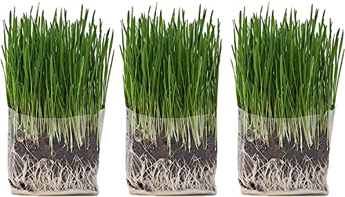 Cat Grass Grow Bag Kit 3 Pack Organic Cat Grass for Indoor Cats Just add Water Made in The USA