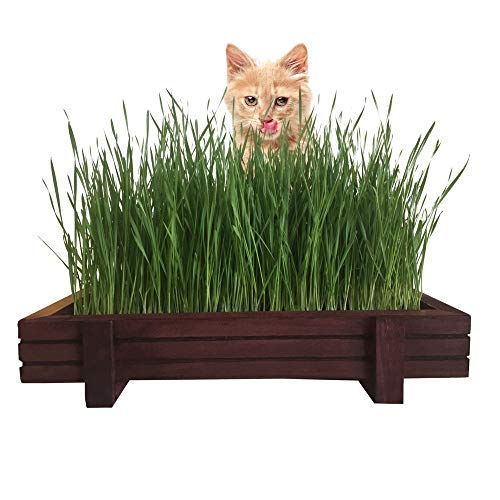 Cat Grass for Indoor Cats Kit with Rustic Wood Planter Certified Organic Seeds Soil Water Spray Bottle and Easy to Follow Instructions 100 Guaranteed to Grow