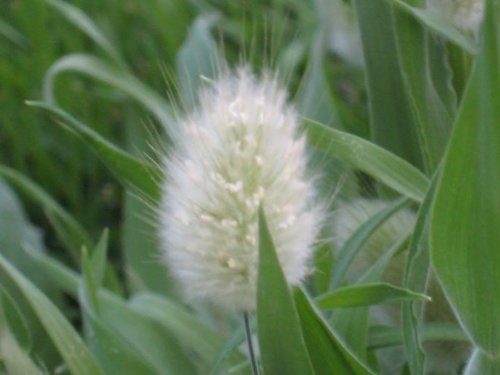 100 BUNNY TAILS GRASS (Hares Tail) Ornamental Lagurus Ovatus Seeds