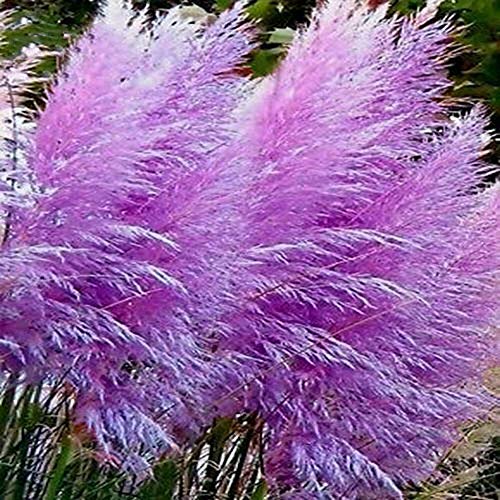 1000 Purple Pampas Grass Seeds Ornamental Grass Home Garden Plant for Fall