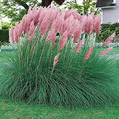 100PCS Pampas Grass SeedsHome Garden Decoration Ornamental Grass Seeds（Pink）