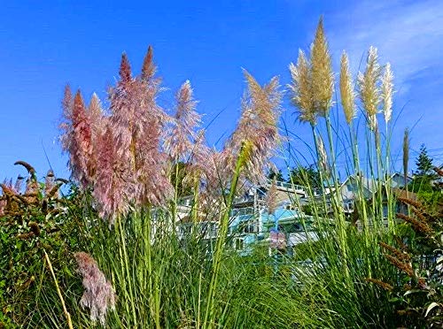 200 Pink Pampas Grass Seeds Cortaderia Selloana Ornamental Flower Garden Plants