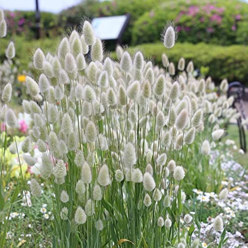 30 Bunny Tails Ornamental Grass Seeds for Planting Dried Flowers Crafts Lagarus Ovatus  Ships from Iowa USA