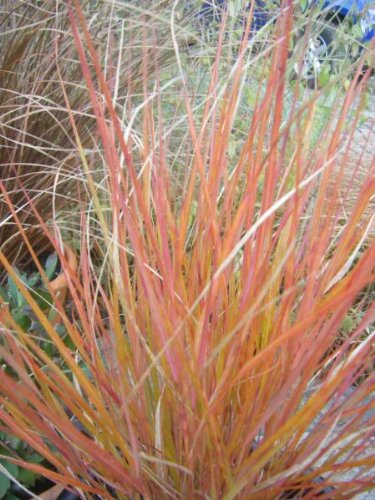 50 PHEASANT TAILS GRASS Feather Reed New Zealand Wind Anemanthele Lessoniana Ornamental Seeds