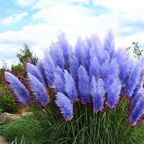 CANHOT Seeds 100Pcs Blue Pampas Grass Cortaderia Selloana Flower Rare Reed Plant Seeds Garden…