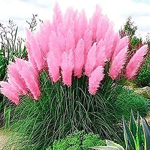 Giant Pink Pampas Grass Seeds  1000 Seeds  Ships from Iowa Made in USA  Ornamental Landscape Grass or Privacy Plant