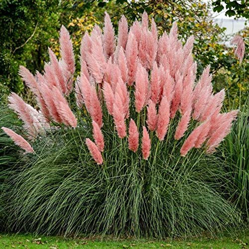 Giant Pink Pampas Grass Seeds  100 Seeds  Ships from Iowa Made in USA