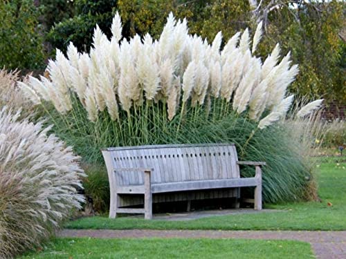 Giant White Pampas Grass Seeds  1000 Seeds  Ships from Iowa Made in USA  Ornamental Landscape Grass or Privacy Plant