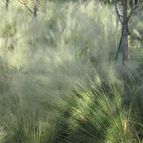Outsidepride Agrostis Nebulosa Ornamental Cloud Grass  5000 Seeds