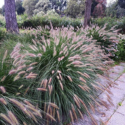 Outsidepride Chinese Fountain Ornamental Grass Seed  100 Seeds