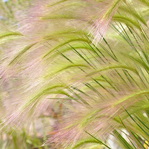 Outsidepride Hordeum Jubatum Ornamental Grass Plant Seed  1000 Seeds