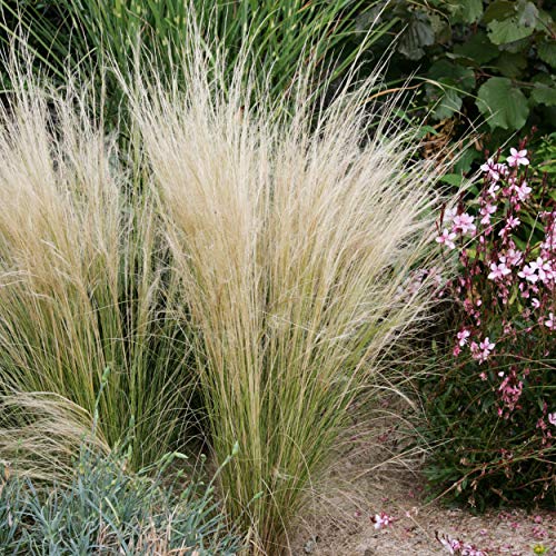 Outsidepride Mexican Feather Ornamental Grass Plant Seed  1000 Seeds