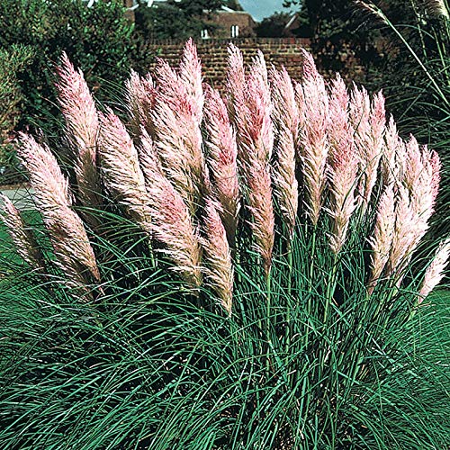 Outsidepride Pink Pampas Ornamental Grass Plant Seeds  1000 Seeds