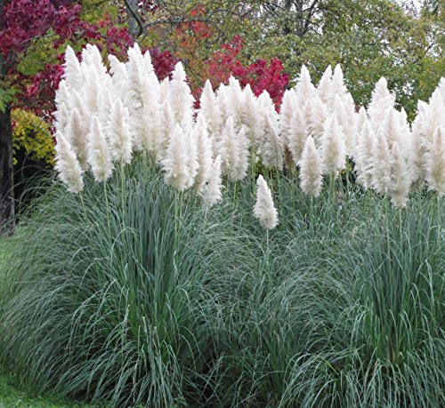 Outsidepride White Ornamental Pampas Grass Plant Seeds  1000 Seeds