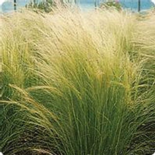 Pony Tails Stipa Grass Seeds  100 Seeds  Decorative  Ornamental Grass Seed