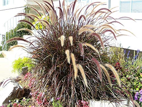 Purple Fountain Grass Ornamental Pennisetum Dark Burgundy Flower jocad (25 Seeds)